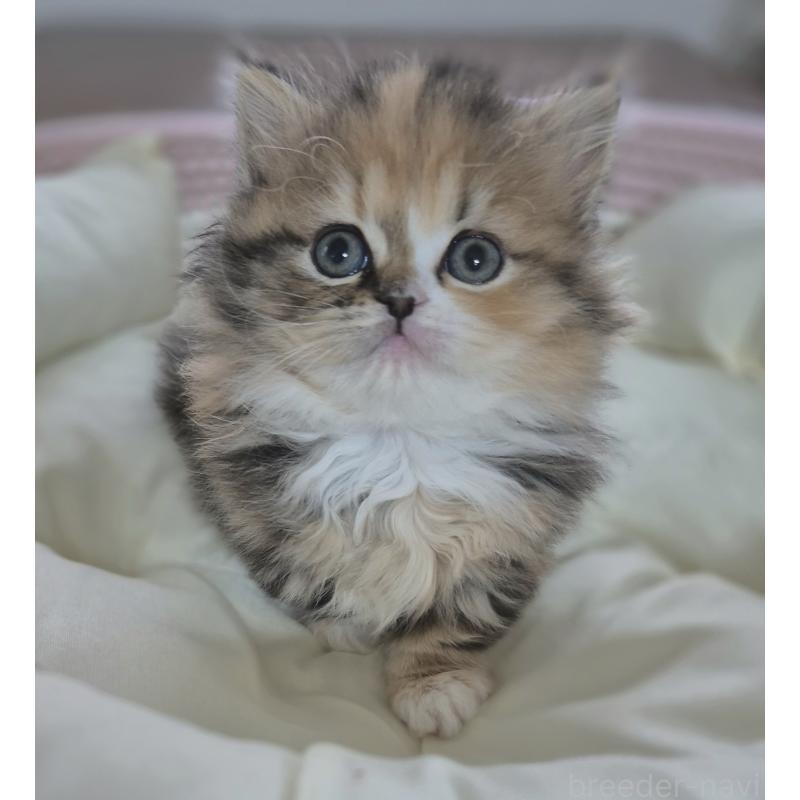 成約済の福岡県のミヌエット-134862の4枚目