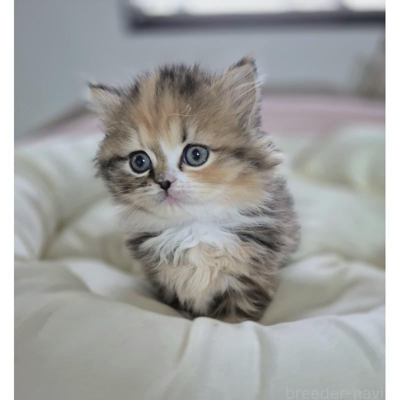 成約済の福岡県のミヌエット-134862の3枚目