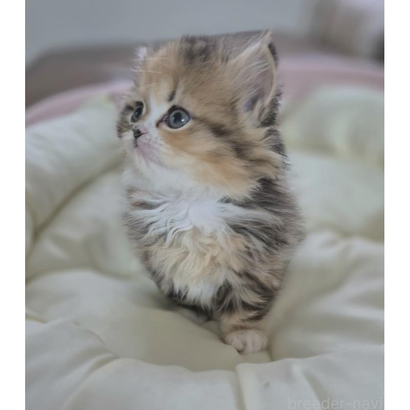 成約済の福岡県のミヌエット-134862の2枚目