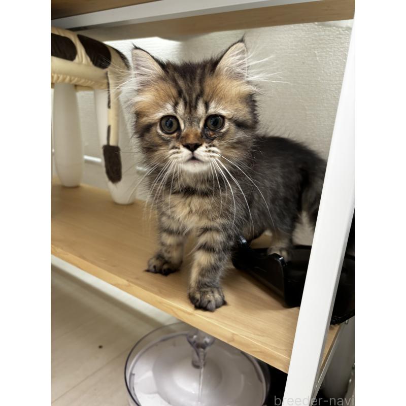 販売中の埼玉県のブリティッシュロングヘア-132324の4枚目