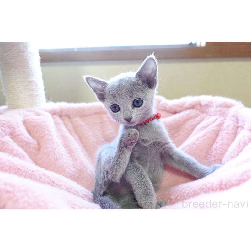 販売中の埼玉県のロシアンブルー-136103の4枚目