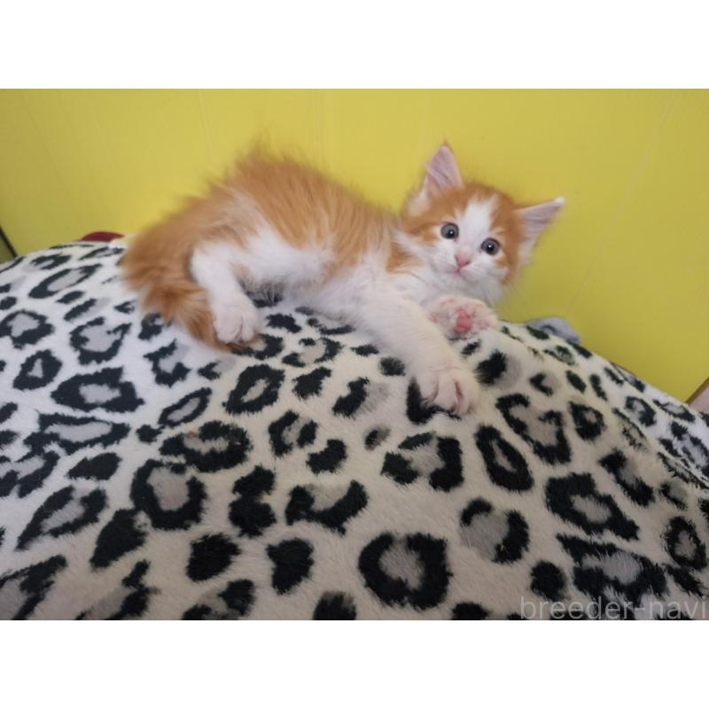 販売中の京都府のメインクーン-133481の7枚目