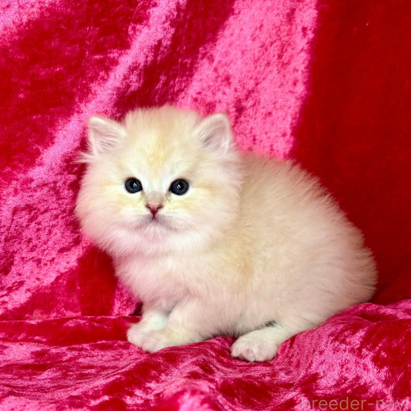 販売中の千葉県のサイベリアン-136219の8枚目