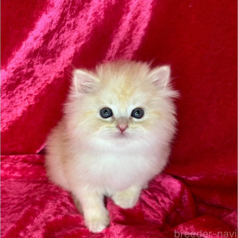 販売中の千葉県のサイベリアン-136219の7枚目