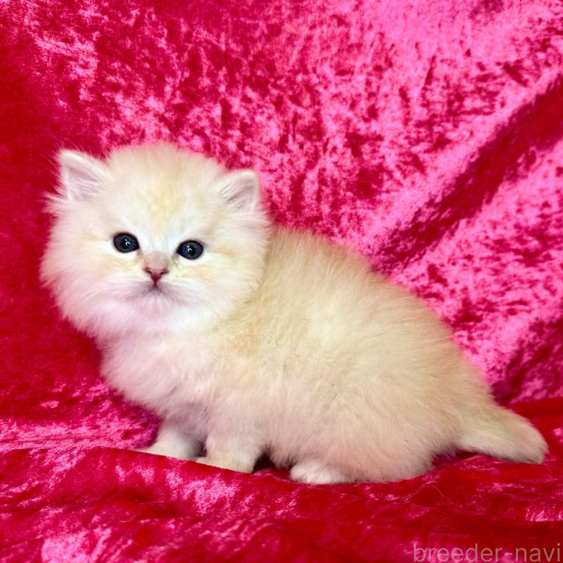 販売中の千葉県のサイベリアン-136219の6枚目