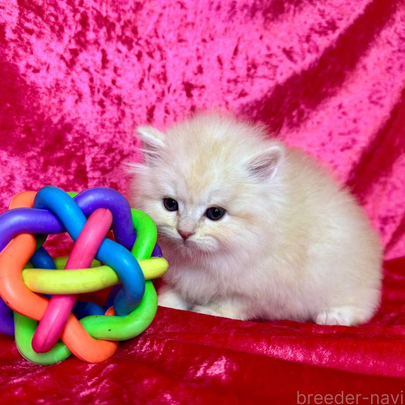 販売中の千葉県のサイベリアン-136219の5枚目