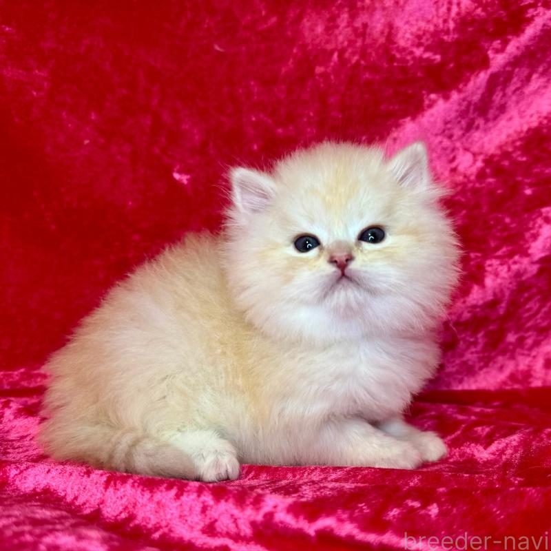 販売中の千葉県のサイベリアン-136219の4枚目