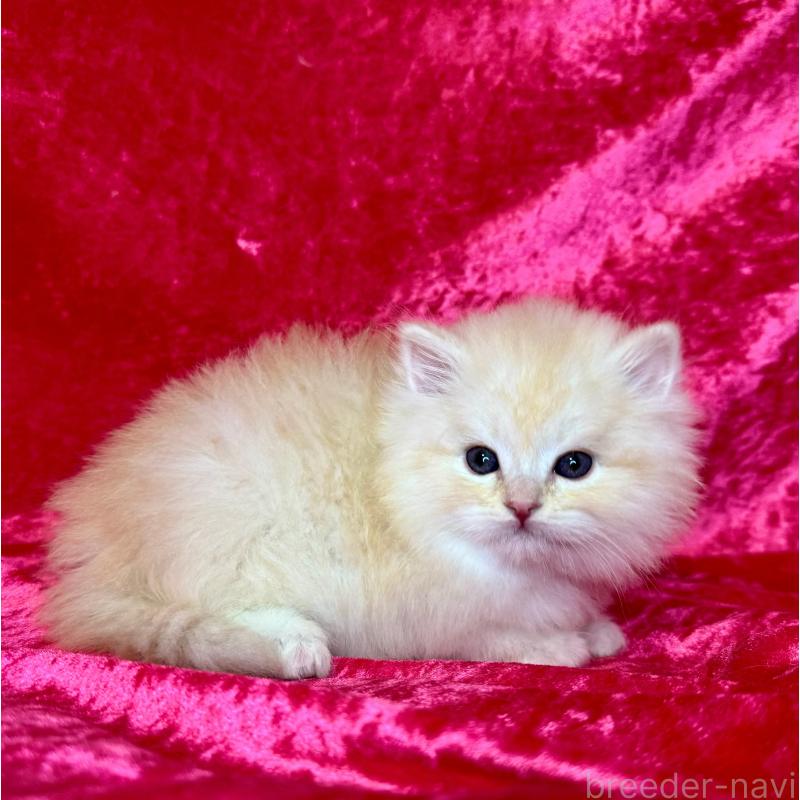 販売中の千葉県のサイベリアン-136219の3枚目