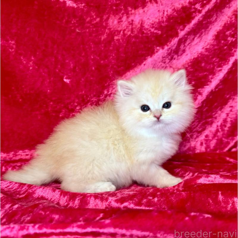 販売中の千葉県のサイベリアン-136219の2枚目