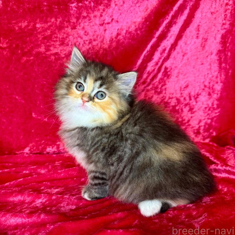 成約済の千葉県のサイベリアン-135286の5枚目