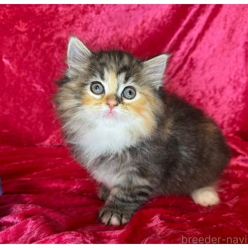 成約済の千葉県のサイベリアン-135286の4枚目