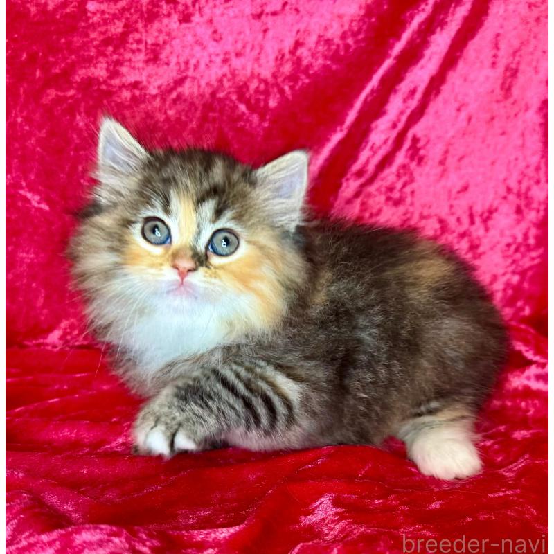 成約済の千葉県のサイベリアン-135286の3枚目