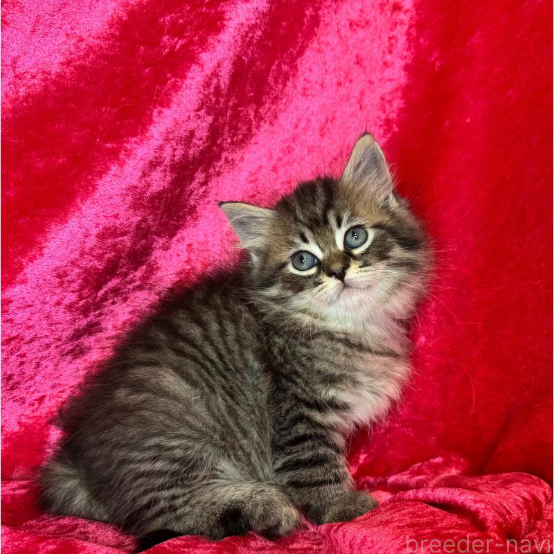 成約済の千葉県のサイベリアン-135285の6枚目