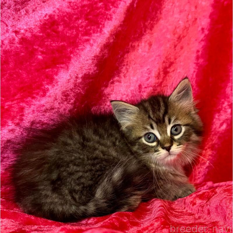 成約済の千葉県のサイベリアン-135285の5枚目