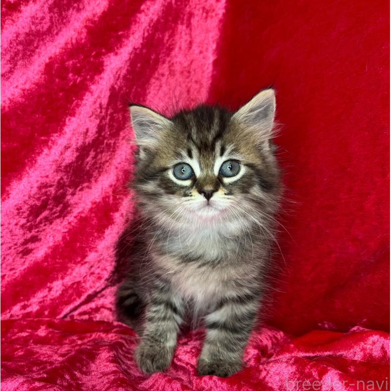 成約済の千葉県のサイベリアン-135285の4枚目