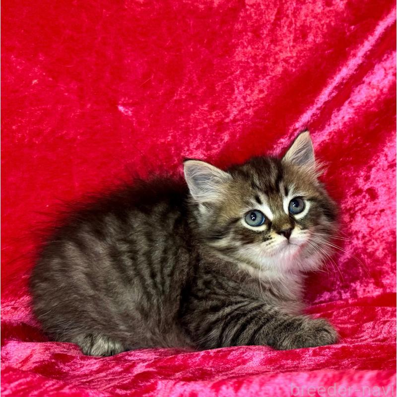 成約済の千葉県のサイベリアン-135285の3枚目