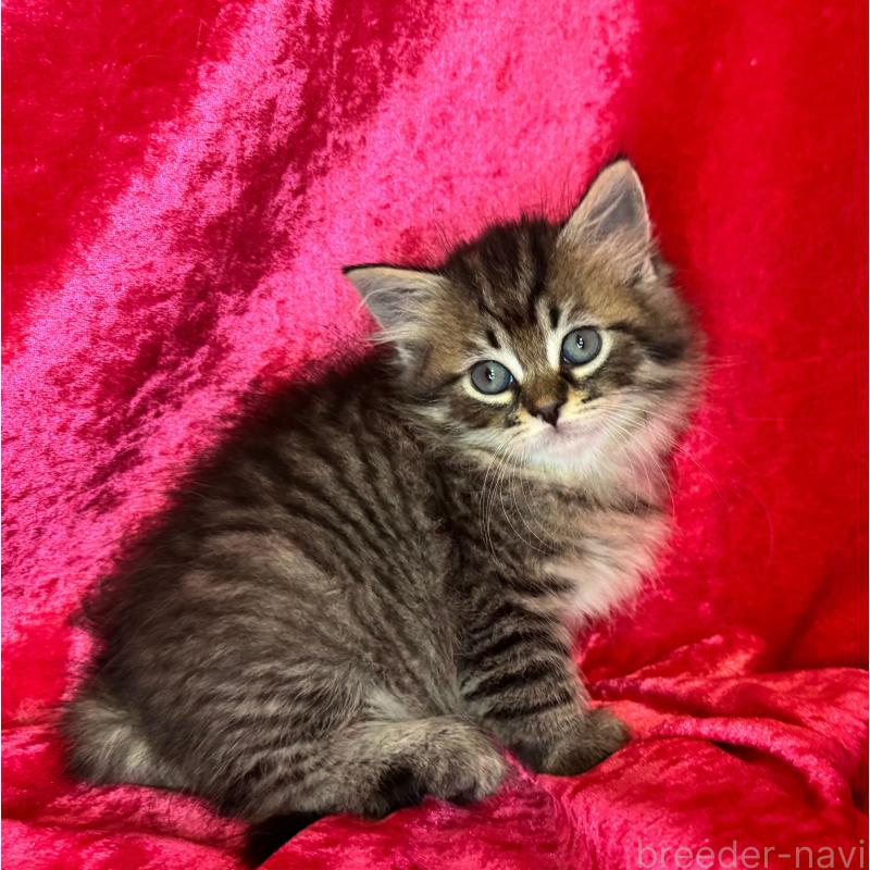 成約済の千葉県のサイベリアン-135285の2枚目