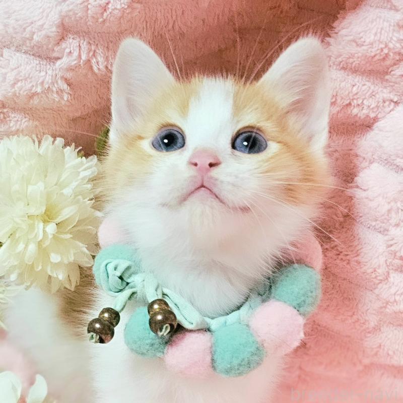 販売中の茨城県のミヌエット-136222