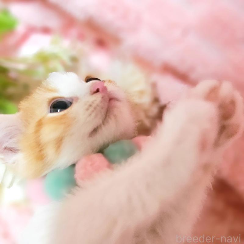 販売中の茨城県のミヌエット-136222の19枚目