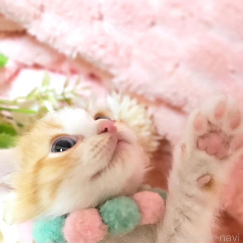 販売中の茨城県のミヌエット-136222の18枚目