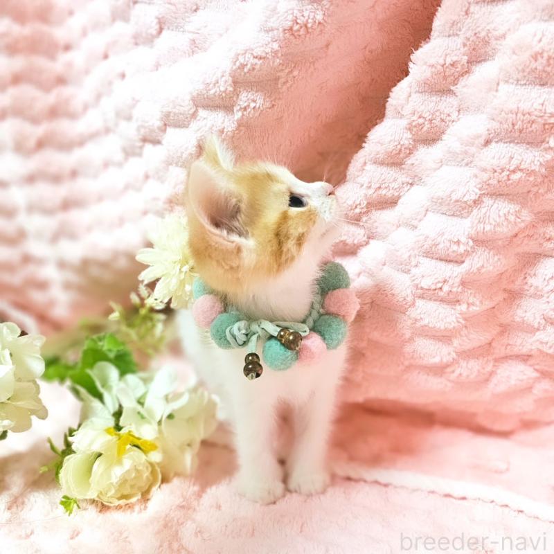 販売中の茨城県のミヌエット-136222の17枚目