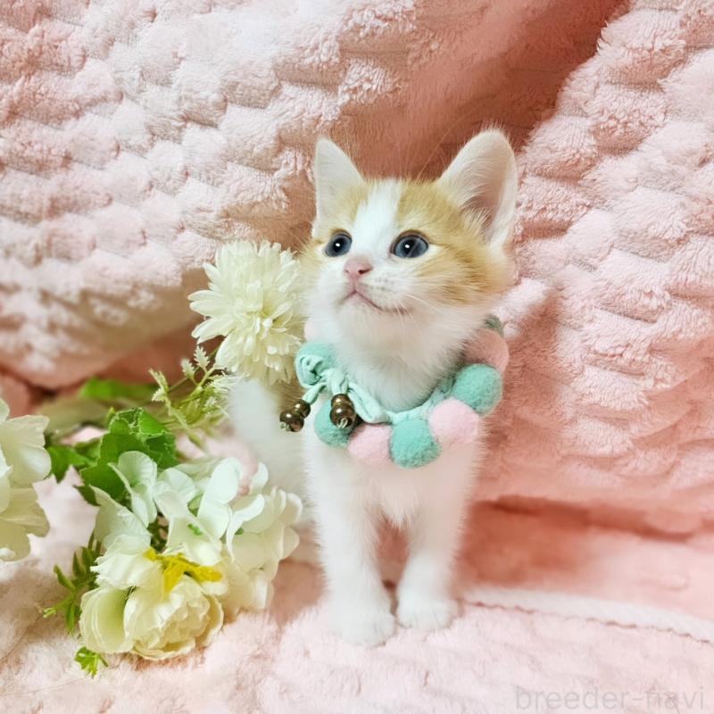 販売中の茨城県のミヌエット-136222の16枚目