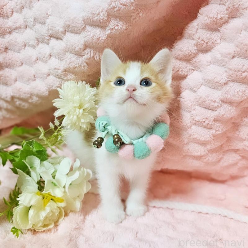 販売中の茨城県のミヌエット-136222の15枚目