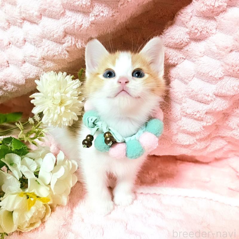 販売中の茨城県のミヌエット-136222の14枚目