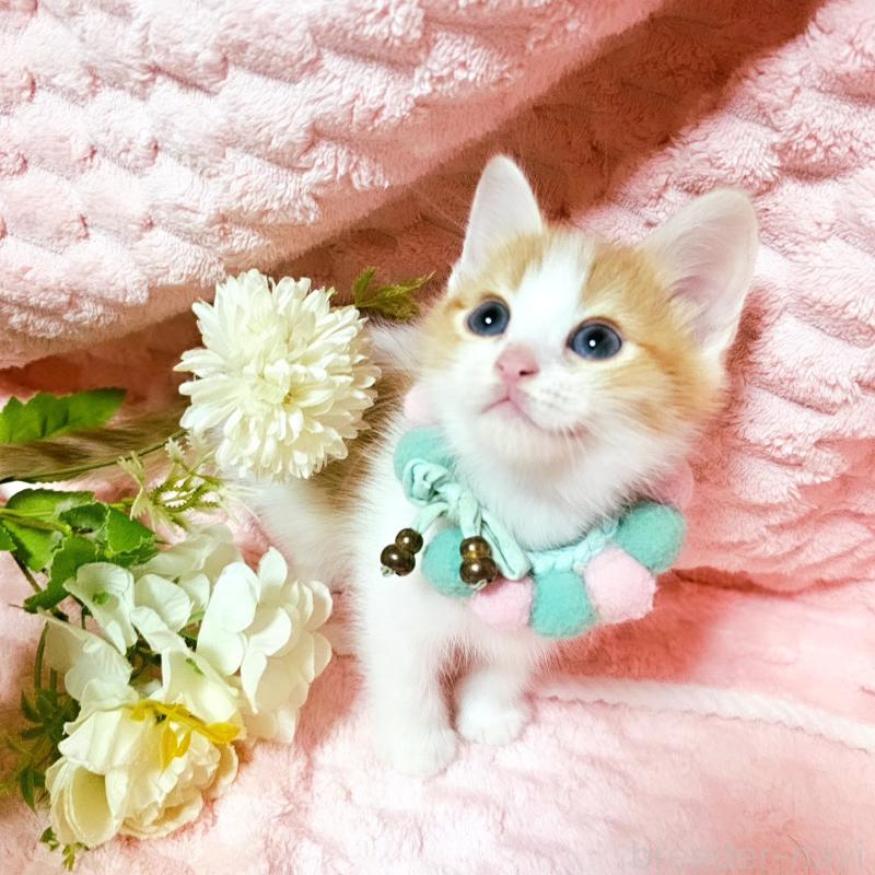 販売中の茨城県のミヌエット-136222の13枚目