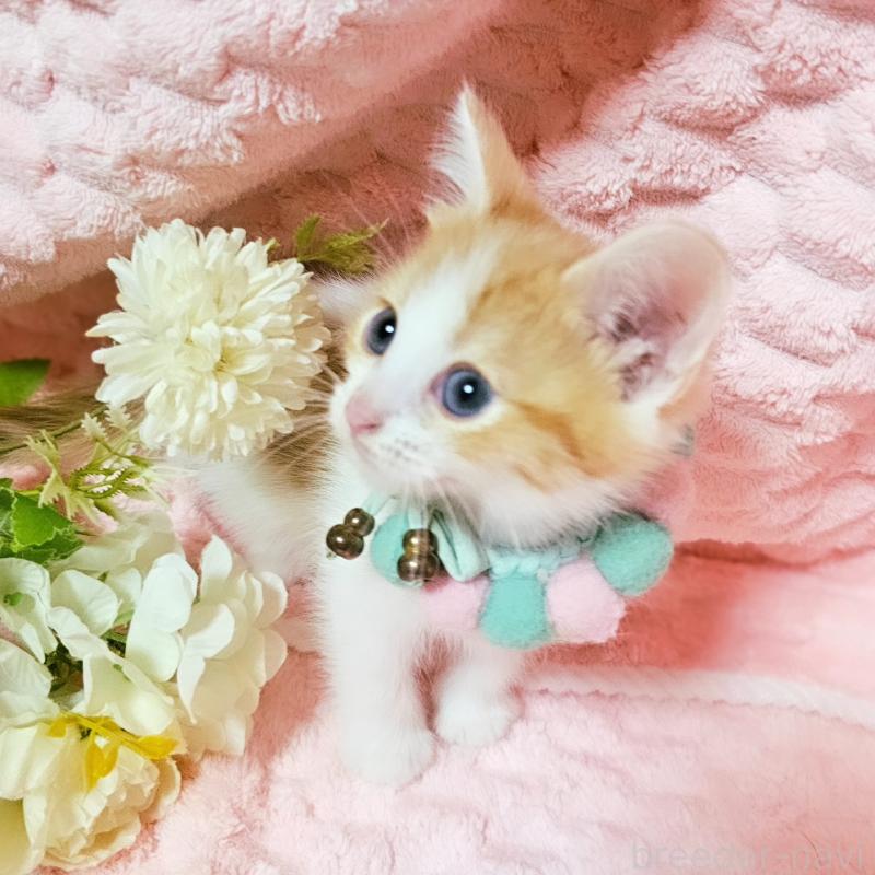 販売中の茨城県のミヌエット-136222の12枚目