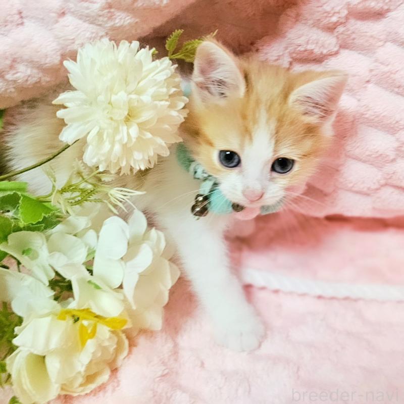 販売中の茨城県のミヌエット-136222の11枚目