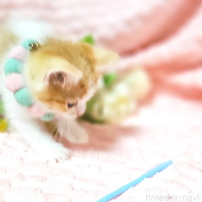 販売中の茨城県のミヌエット-136222の9枚目