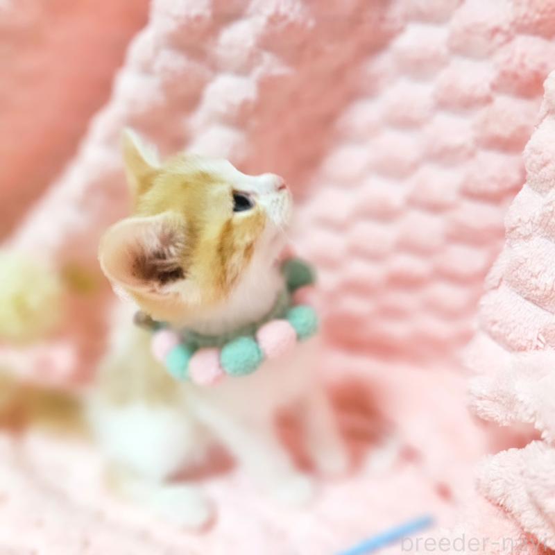 販売中の茨城県のミヌエット-136222の8枚目