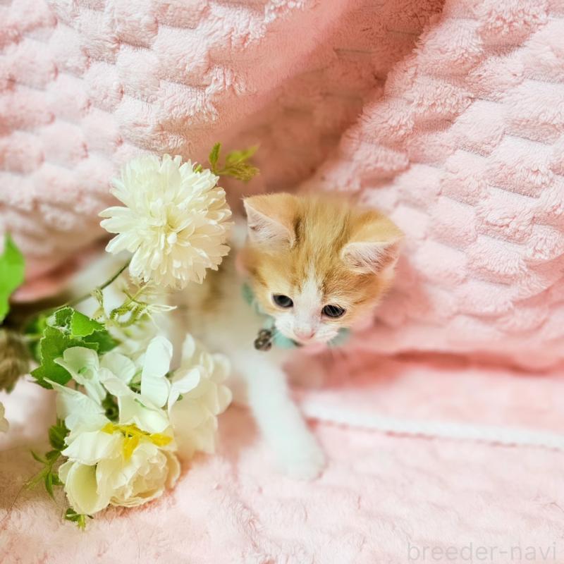 販売中の茨城県のミヌエット-136222の7枚目