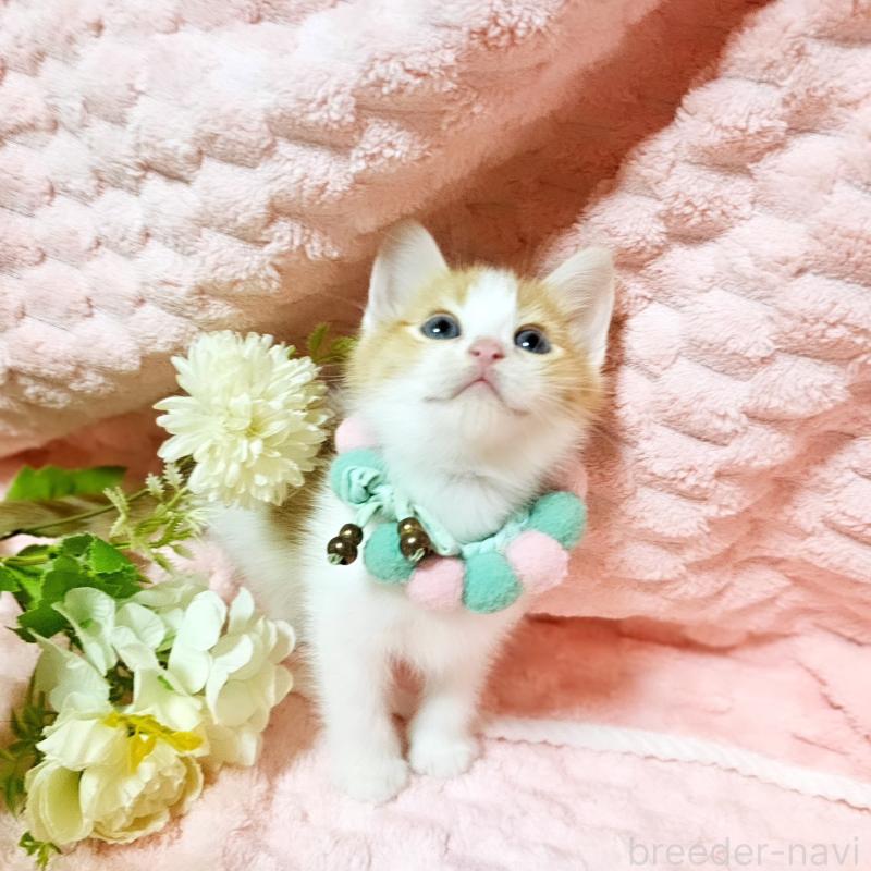 販売中の茨城県のミヌエット-136222の6枚目