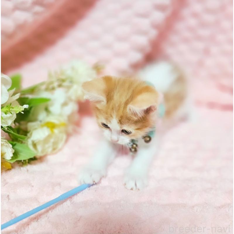 販売中の茨城県のミヌエット-136222の3枚目