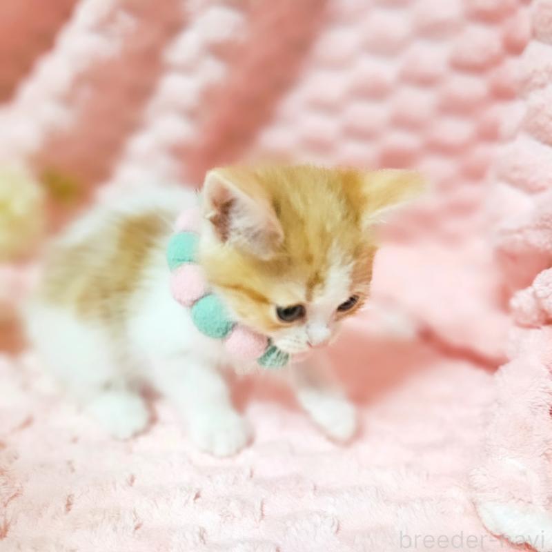 販売中の茨城県のミヌエット-136222の2枚目