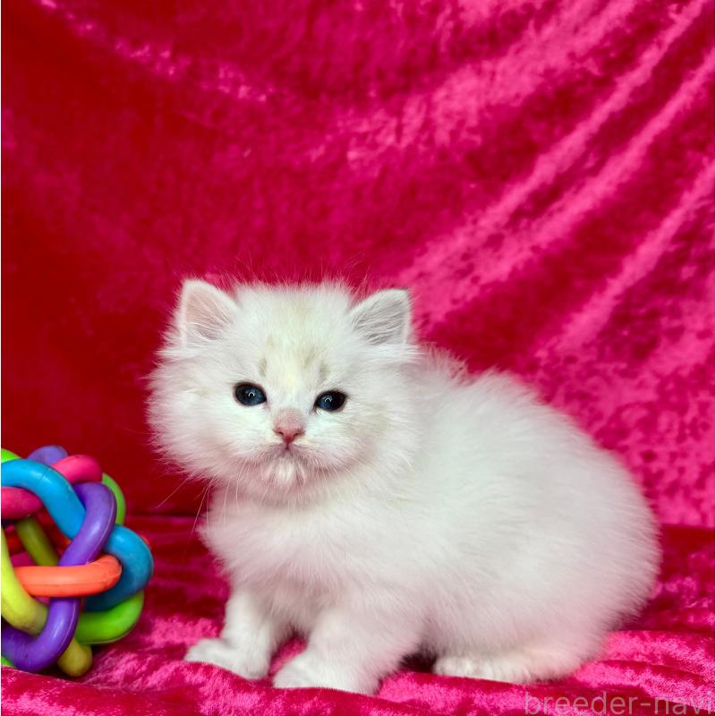 販売中の千葉県のサイベリアン-136223の8枚目