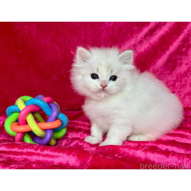 販売中の千葉県のサイベリアン-136223の7枚目