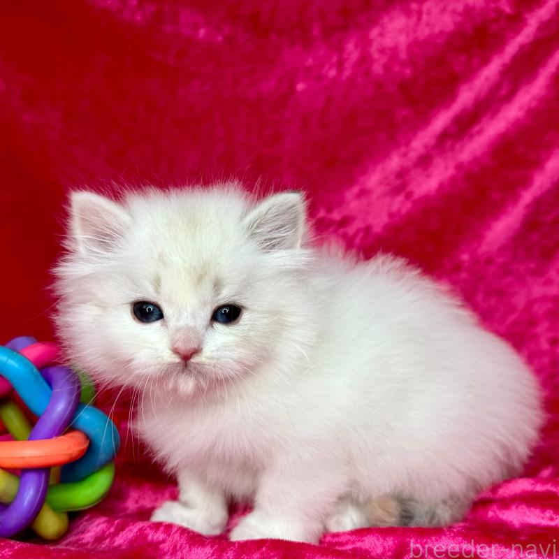 販売中の千葉県のサイベリアン-136223の6枚目