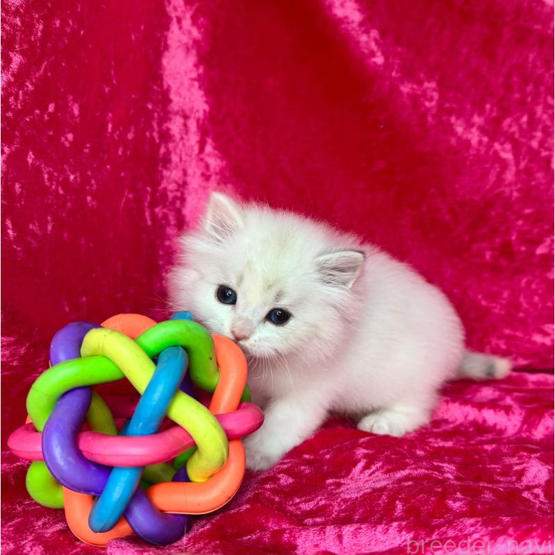 販売中の千葉県のサイベリアン-136223の5枚目