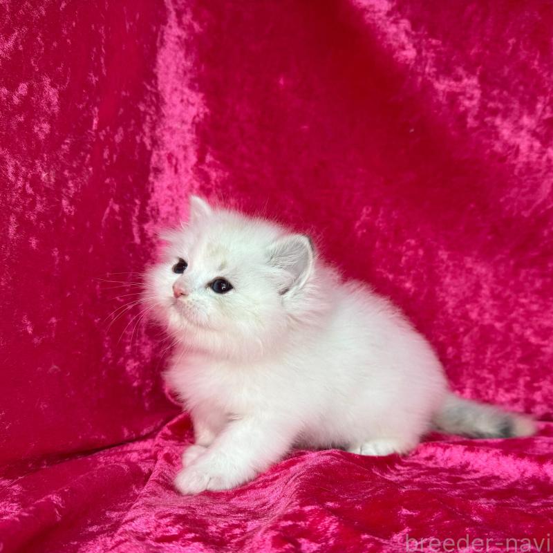 販売中の千葉県のサイベリアン-136223の4枚目