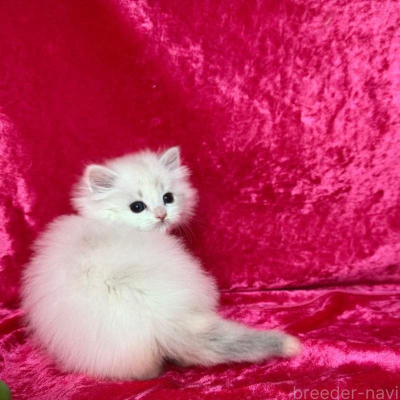 販売中の千葉県のサイベリアン-136223の3枚目