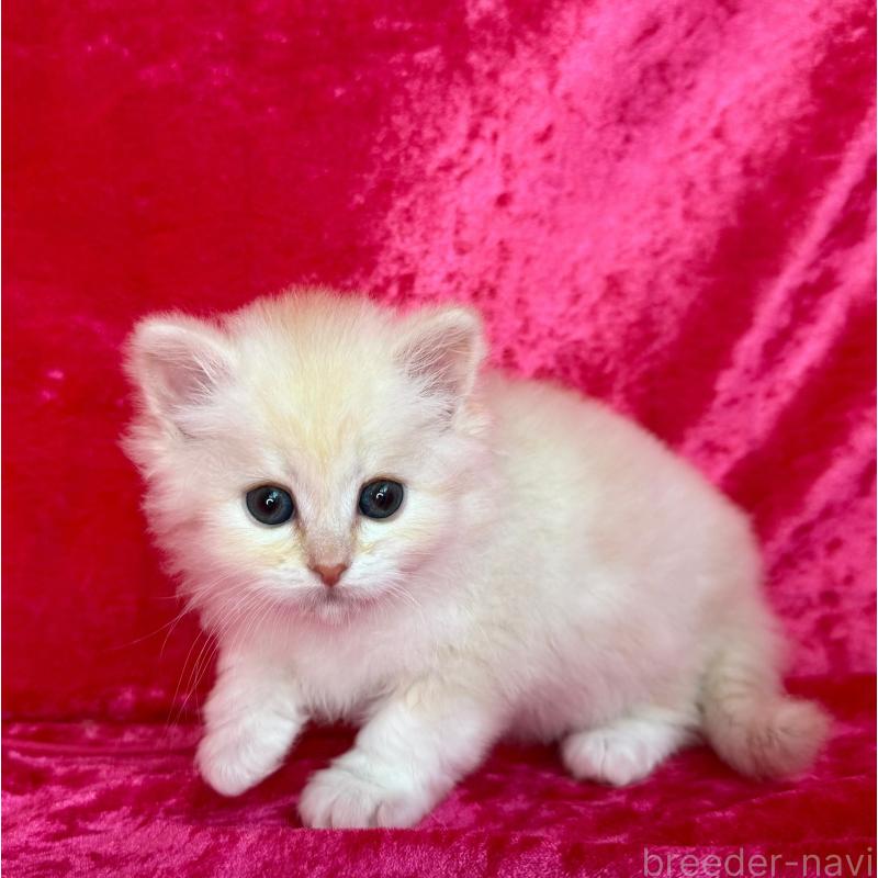 販売中の千葉県のサイベリアン-136224の6枚目