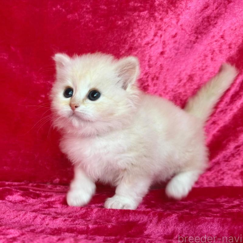 販売中の千葉県のサイベリアン-136224の5枚目