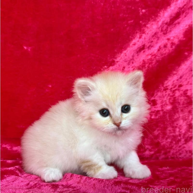 販売中の千葉県のサイベリアン-136224の4枚目