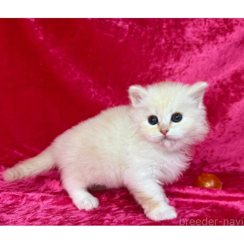 販売中の千葉県のサイベリアン-136224の3枚目