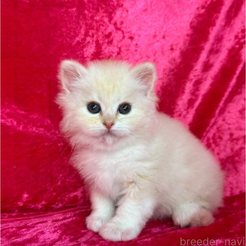 販売中の千葉県のサイベリアン-136224の2枚目