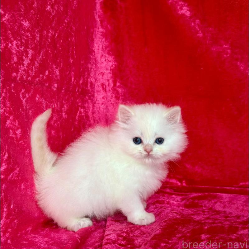 販売中の千葉県のサイベリアン-136225の7枚目