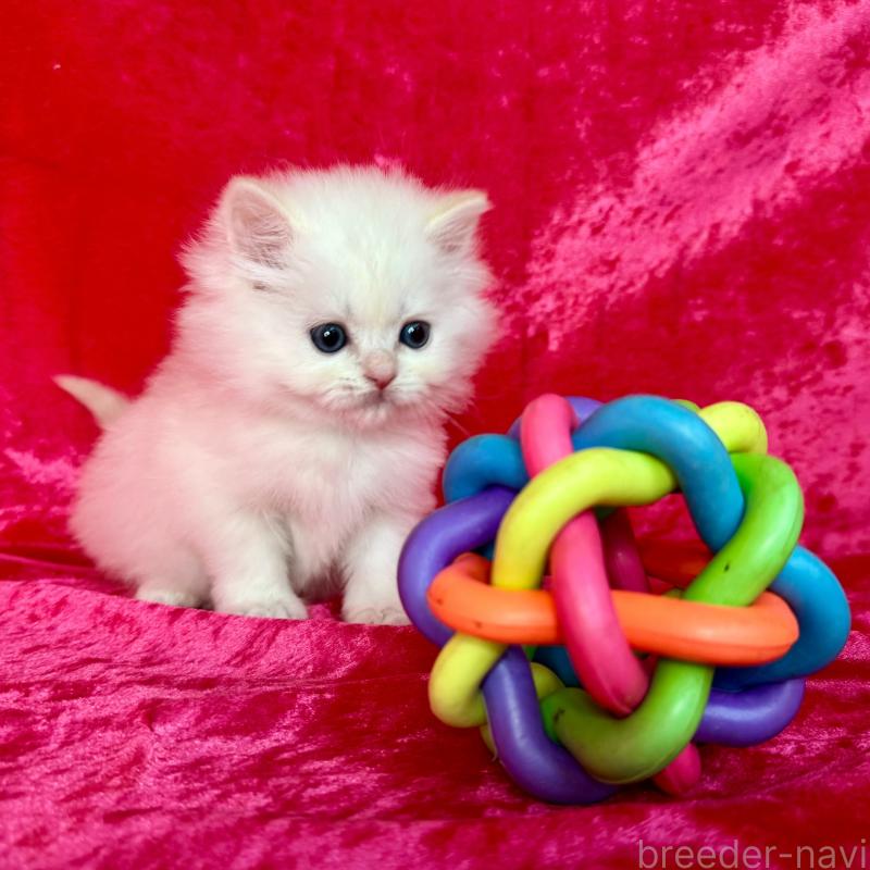 販売中の千葉県のサイベリアン-136225の6枚目